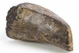 Fossil Tyrannosaurus (Trex) Tooth - Wyoming #306784-2